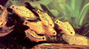 Puntius sachsii